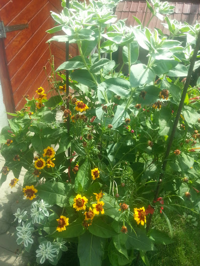 La doi paşi Sat/Com. Poduri