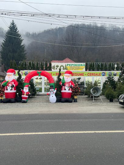 Pepiniera Caia Strada Bogdan Vodă 13