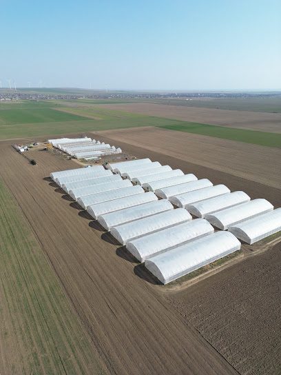 Producator Legume - Tulcea In incinta Piata Noua